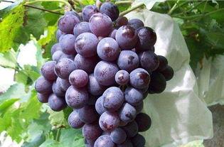 娱乐吃瓜酱葡萄娱乐,揭秘娱乐圈幕后故事与趣味瞬间 第1张 娱乐吃瓜酱葡萄娱乐,揭秘娱乐圈幕后故事与趣味瞬间 第1张